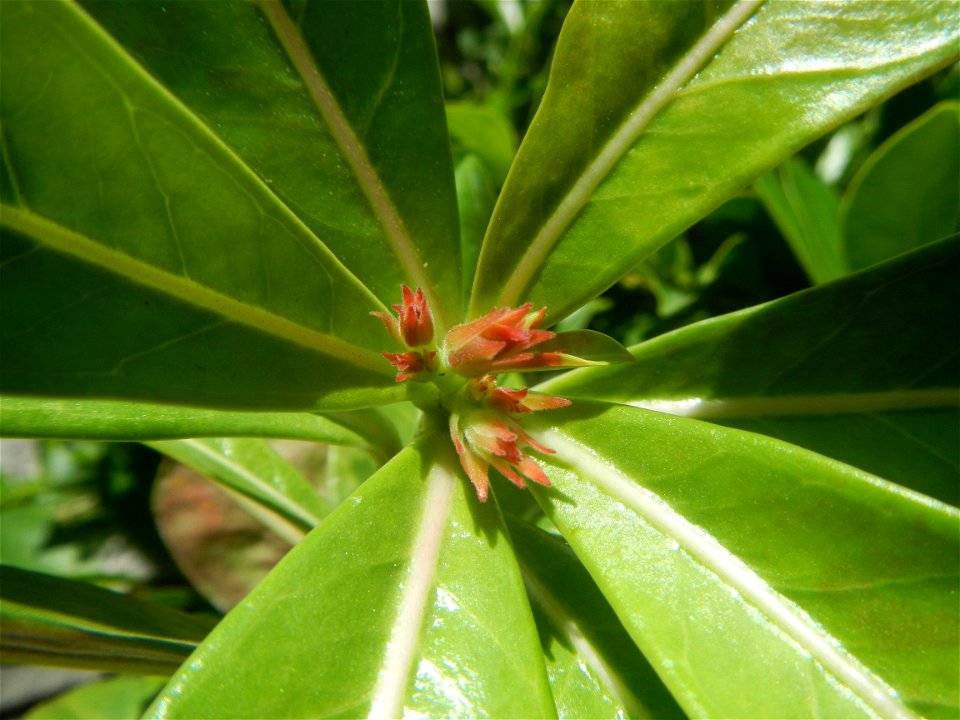 Adenium multiflorum   Adenium obesum   Plumiera acuminata  Dwarf Kalachuchi  Adeniums, or commonly known as Bangkok Kalachuchi or Desert Rose Plumeria acuminata Air a flowering plant cultivated in the
