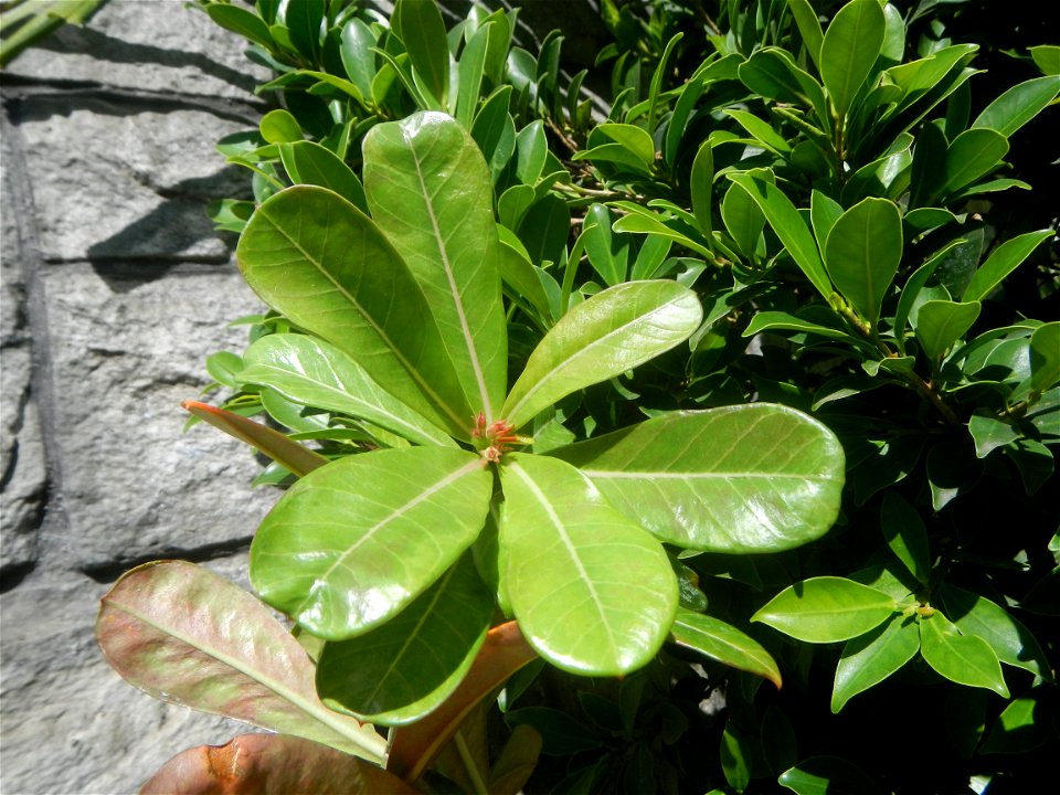Adenium multiflorum   Adenium obesum   Plumiera acuminata  Dwarf Kalachuchi  Adeniums, or commonly known as Bangkok Kalachuchi or Desert Rose Plumeria acuminata Air a flowering plant cultivated in the