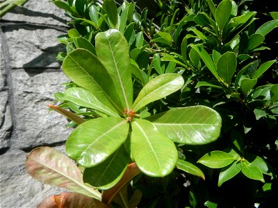 Adenium multiflorum   Adenium obesum   Plumiera acuminata  Dwarf Kalachuchi  Adeniums, or commonly known as Bangkok Kalachuchi or Desert Rose Plumeria acuminata Air a flowering plant cultivated in the