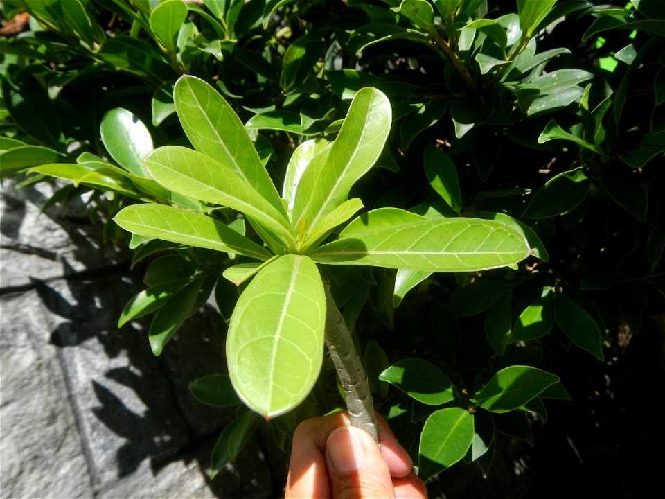 Adenium multiflorum   Adenium obesum   Plumiera acuminata  Dwarf Kalachuchi  Adeniums, or commonly known as Bangkok Kalachuchi or Desert Rose Plumeria acuminata Air a flowering plant cultivated in the