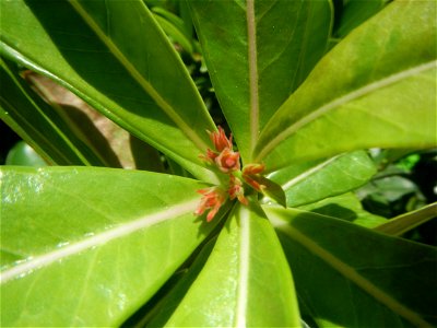 Adenium multiflorum   Adenium obesum   Plumiera acuminata  Dwarf Kalachuchi  Adeniums, or commonly known as Bangkok Kalachuchi or Desert Rose Plumeria acuminata Air a flowering plant cultivated in the