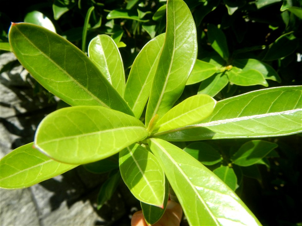 Adenium multiflorum   Adenium obesum   Plumiera acuminata  Dwarf Kalachuchi  Adeniums, or commonly known as Bangkok Kalachuchi or Desert Rose Plumeria acuminata Air a flowering plant cultivated in the