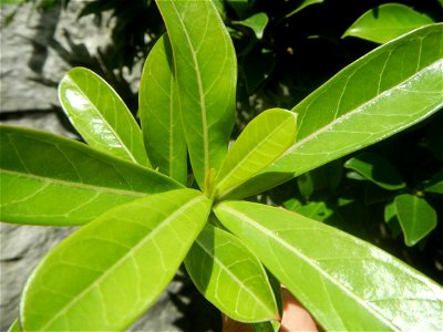 Adenium multiflorum   Adenium obesum   Plumiera acuminata  Dwarf Kalachuchi  Adeniums, or commonly known as Bangkok Kalachuchi or Desert Rose Plumeria acuminata Air a flowering plant cultivated in the