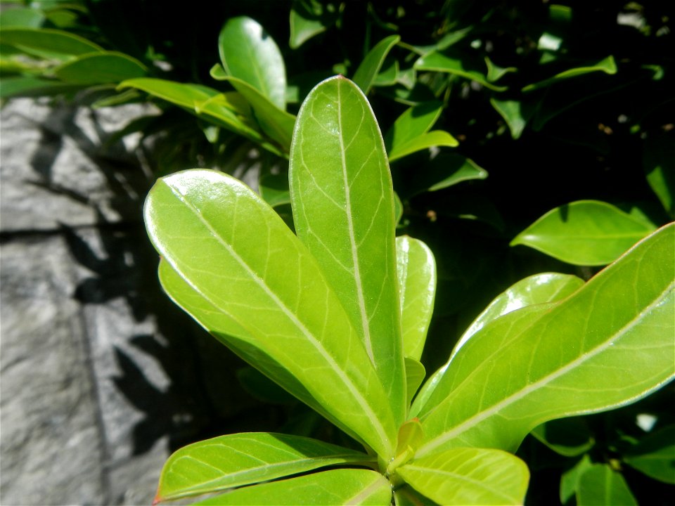 Adenium multiflorum   Adenium obesum   Plumiera acuminata  Dwarf Kalachuchi  Adeniums, or commonly known as Bangkok Kalachuchi or Desert Rose Plumeria acuminata Air a flowering plant cultivated in the