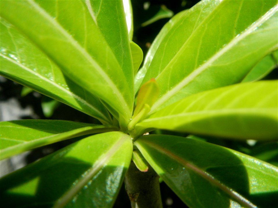 Adenium multiflorum   Adenium obesum   Plumiera acuminata  Dwarf Kalachuchi  Adeniums, or commonly known as Bangkok Kalachuchi or Desert Rose Plumeria acuminata Air a flowering plant cultivated in the