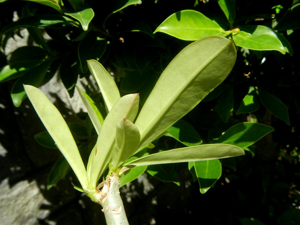 Adenium multiflorum   Adenium obesum   Plumiera acuminata  Dwarf Kalachuchi  Adeniums, or commonly known as Bangkok Kalachuchi or Desert Rose Plumeria acuminata Air a flowering plant cultivated in the