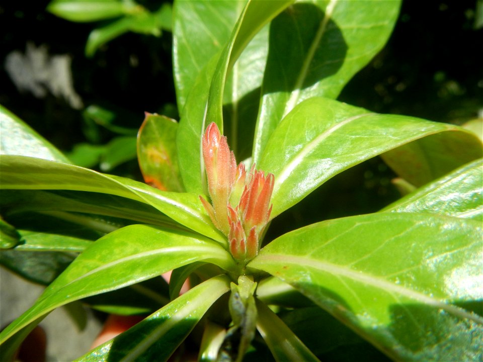 Adenium multiflorum   Adenium obesum   Plumiera acuminata  Dwarf Kalachuchi  Adeniums, or commonly known as Bangkok Kalachuchi or Desert Rose Plumeria acuminata Air a flowering plant cultivated in the