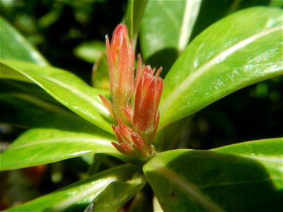 Adenium multiflorum   Adenium obesum   Plumiera acuminata  Dwarf Kalachuchi  Adeniums, or commonly known as Bangkok Kalachuchi or Desert Rose Plumeria acuminata Air a flowering plant cultivated in the