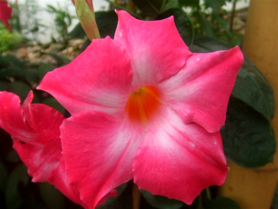 Adenium obesum, picture take at the Passiflorahoeve in Harskamp, The Neterhlands.