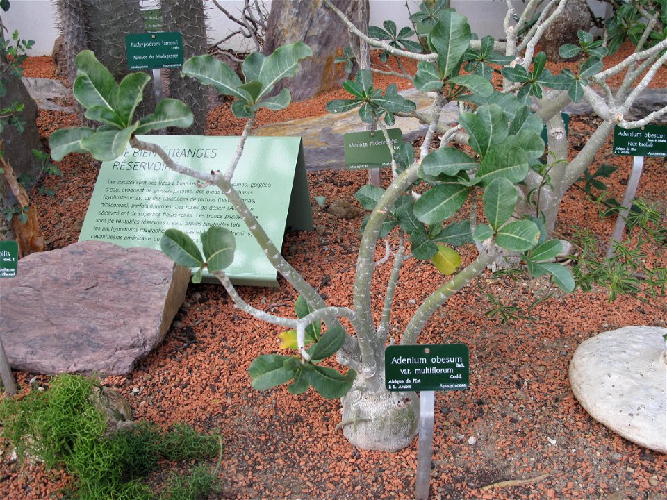 Adenium obesum in a greenhouse of the Jardin des Plantes in Paris. Identified by its botanic label.