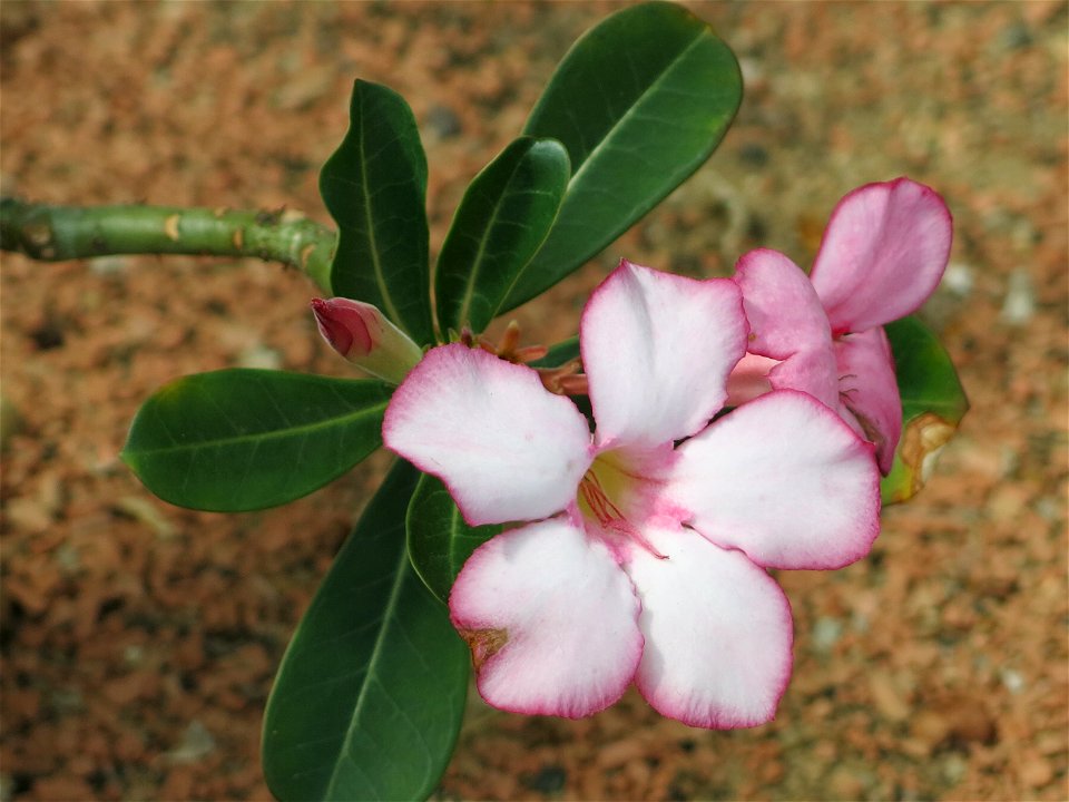 Adenium obesum in the greenhouses of the Jardin des Plantes de Paris. Plant identified by its botanic label.