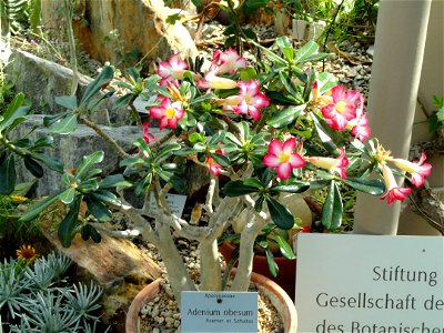 Adenium obesum specimen in the Botanischer Garten München-Nymphenburg, Munich, Germany.