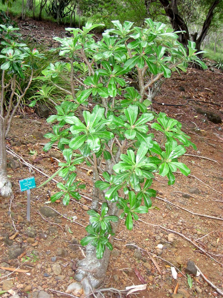Adenium obesum in Koko Crater Botanical Garden, Honolulu, Hawaii, USA.