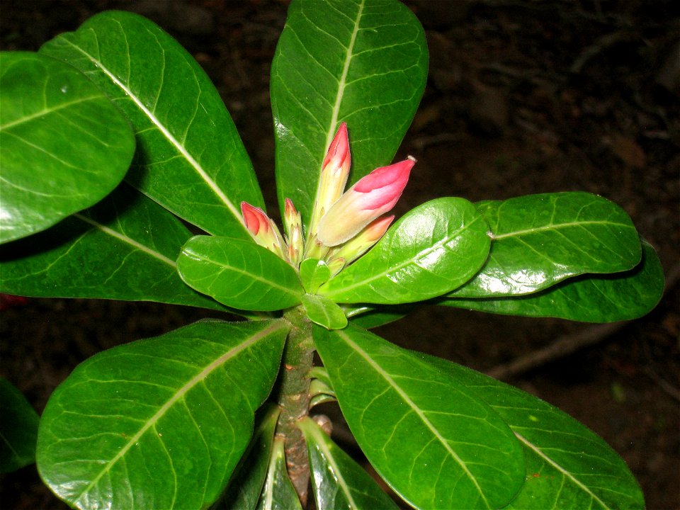 Adenium obesum in Koko Crater Botanical Garden, Honolulu, Hawaii, USA.