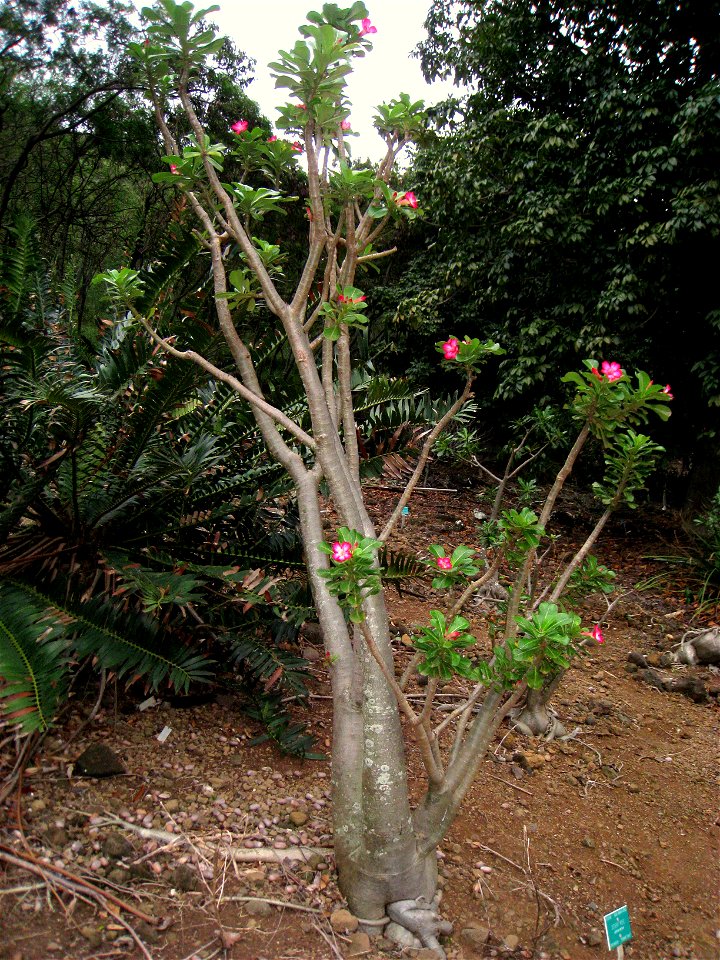 Adenium obesum in Koko Crater Botanical Garden, Honolulu, Hawaii, USA.