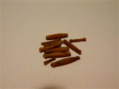 A few seeds from my Adenium obesum plant. The tassels on each end have been removed.