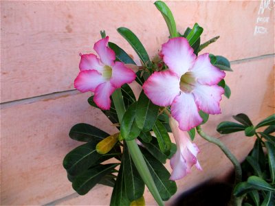 Desert rose (Adenium obesum) cultivated as an ornamental near Kambowa, east coast of Buton Island, Southeast Sulawesi, Indonesia