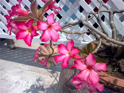 unidentified plant in Thailand