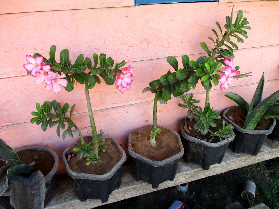Desert rose (Adenium obesum) cultivated as an ornamental near Kambowa, east coast of Buton Island, Southeast Sulawesi, Indonesia