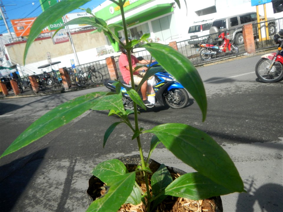 Serpentina in the Philippines  Rauvolfia serpentina Indian snakeroot, devil pepper, or serpentine wood Apocynaceae Serpentina Rauvolfia serpentina (L.) Benth. ex Kurz She gen m Medicinal  Rauwolfia se