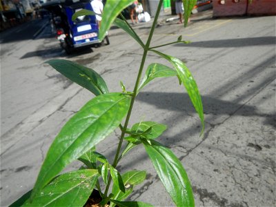 Serpentina in the Philippines  Rauvolfia serpentina Indian snakeroot, devil pepper, or serpentine wood Apocynaceae Serpentina Rauvolfia serpentina (L.) Benth. ex Kurz She gen m Medicinal  Rauwolfia se