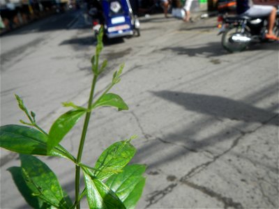 Serpentina in the Philippines  Rauvolfia serpentina Indian snakeroot, devil pepper, or serpentine wood Apocynaceae Serpentina Rauvolfia serpentina (L.) Benth. ex Kurz She gen m Medicinal  Rauwolfia se