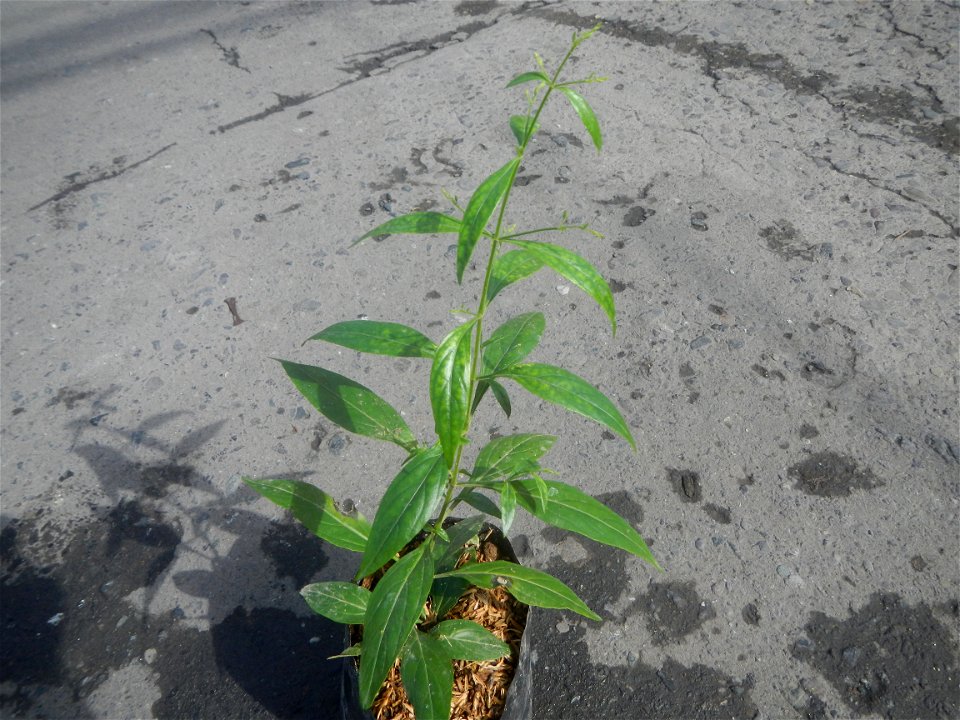 Serpentina in the Philippines  Rauvolfia serpentina Indian snakeroot, devil pepper, or serpentine wood Apocynaceae Serpentina Rauvolfia serpentina (L.) Benth. ex Kurz She gen m Medicinal  Rauwolfia se