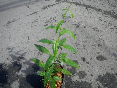 Serpentina in the Philippines  Rauvolfia serpentina Indian snakeroot, devil pepper, or serpentine wood Apocynaceae Serpentina Rauvolfia serpentina (L.) Benth. ex Kurz She gen m Medicinal  Rauwolfia se