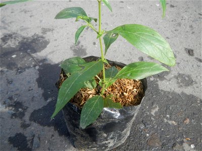 Serpentina in the Philippines  Rauvolfia serpentina Indian snakeroot, devil pepper, or serpentine wood Apocynaceae Serpentina Rauvolfia serpentina (L.) Benth. ex Kurz She gen m Medicinal  Rauwolfia se