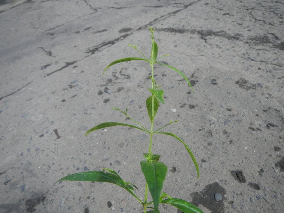 Serpentina in the Philippines  Rauvolfia serpentina Indian snakeroot, devil pepper, or serpentine wood Apocynaceae Serpentina Rauvolfia serpentina (L.) Benth. ex Kurz She gen m Medicinal  Rauwolfia se