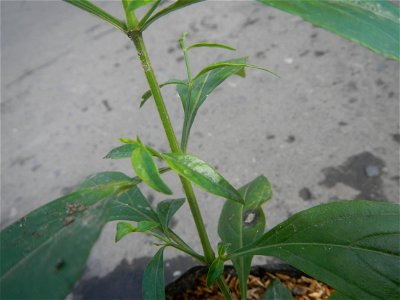 Serpentina in the Philippines  Rauvolfia serpentina Indian snakeroot, devil pepper, or serpentine wood Apocynaceae Serpentina Rauvolfia serpentina (L.) Benth. ex Kurz She gen m Medicinal  Rauwolfia se