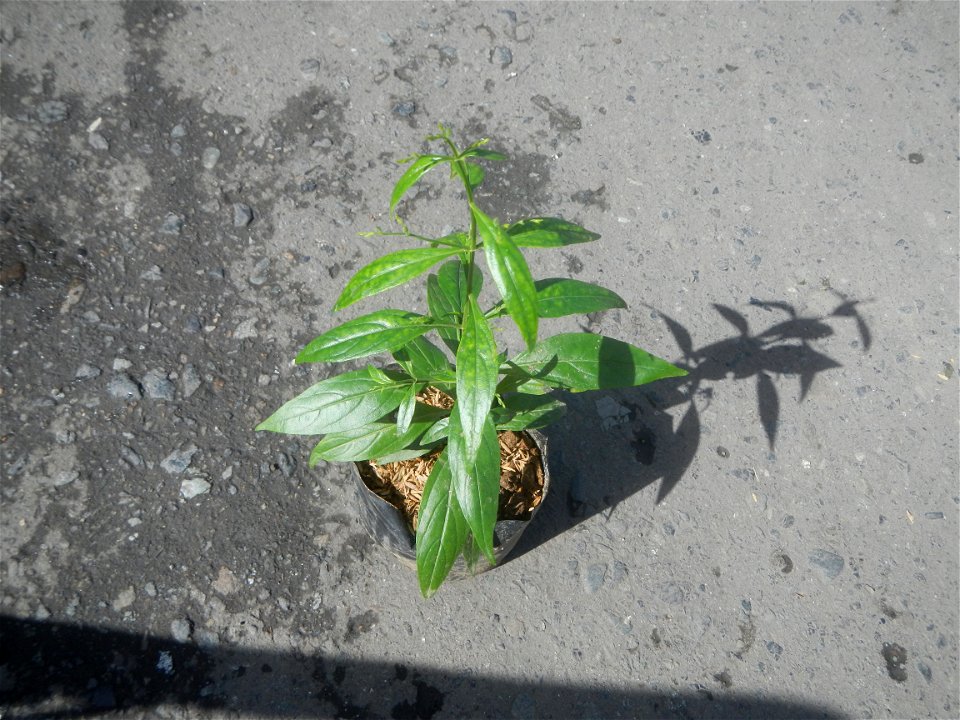 Serpentina in the Philippines  Rauvolfia serpentina Indian snakeroot, devil pepper, or serpentine wood Apocynaceae Serpentina Rauvolfia serpentina (L.) Benth. ex Kurz She gen m Medicinal  Rauwolfia se