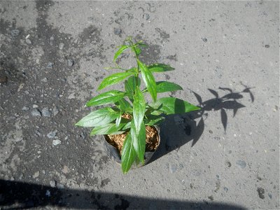 Serpentina in the Philippines  Rauvolfia serpentina Indian snakeroot, devil pepper, or serpentine wood Apocynaceae Serpentina Rauvolfia serpentina (L.) Benth. ex Kurz She gen m Medicinal  Rauwolfia se
