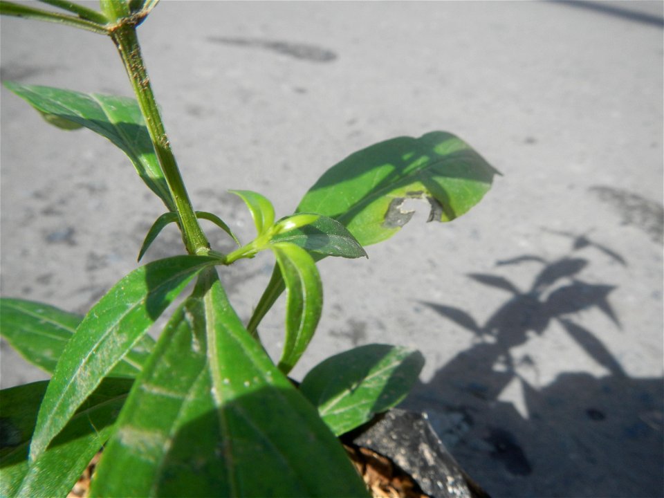 Serpentina in the Philippines  Rauvolfia serpentina Indian snakeroot, devil pepper, or serpentine wood Apocynaceae Serpentina Rauvolfia serpentina (L.) Benth. ex Kurz She gen m Medicinal  Rauwolfia se
