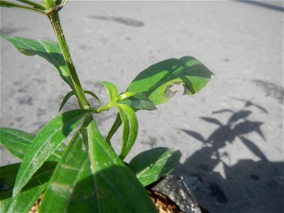 Serpentina in the Philippines  Rauvolfia serpentina Indian snakeroot, devil pepper, or serpentine wood Apocynaceae Serpentina Rauvolfia serpentina (L.) Benth. ex Kurz She gen m Medicinal  Rauwolfia se