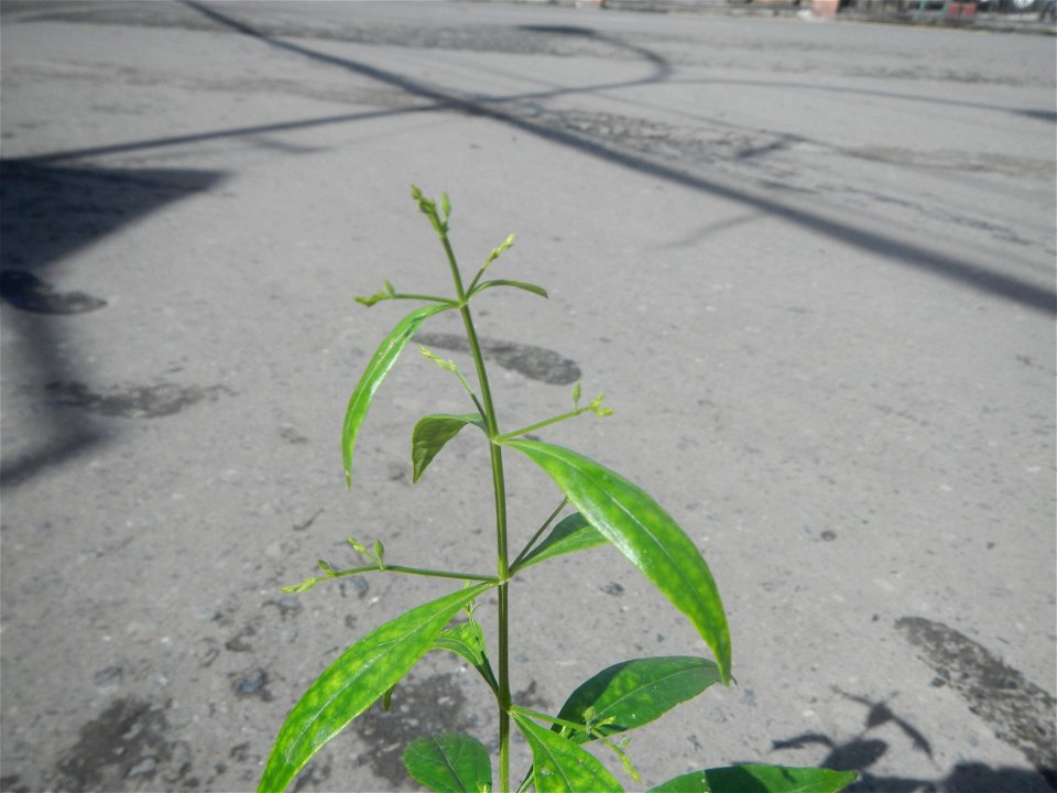 Serpentina in the Philippines  Rauvolfia serpentina Indian snakeroot, devil pepper, or serpentine wood Apocynaceae Serpentina Rauvolfia serpentina (L.) Benth. ex Kurz She gen m Medicinal  Rauwolfia se