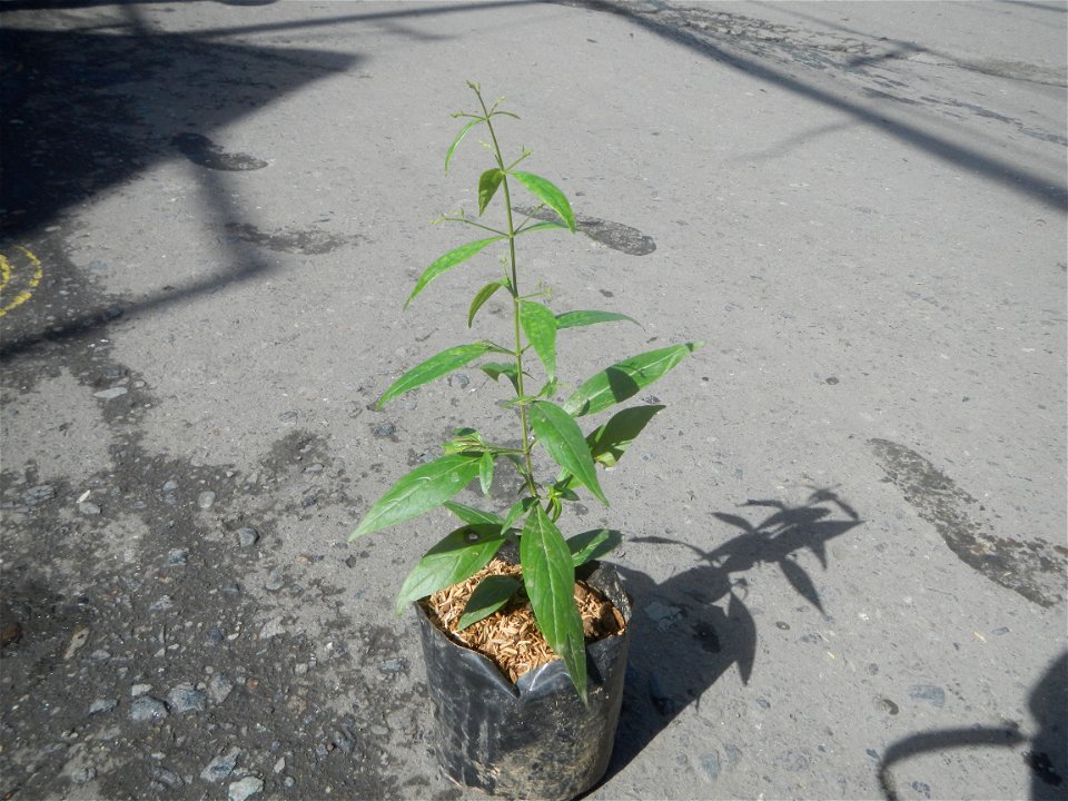 Serpentina in the Philippines  Rauvolfia serpentina Indian snakeroot, devil pepper, or serpentine wood Apocynaceae Serpentina Rauvolfia serpentina (L.) Benth. ex Kurz She gen m Medicinal  Rauwolfia se