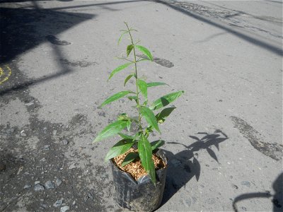 Serpentina in the Philippines  Rauvolfia serpentina Indian snakeroot, devil pepper, or serpentine wood Apocynaceae Serpentina Rauvolfia serpentina (L.) Benth. ex Kurz She gen m Medicinal  Rauwolfia se