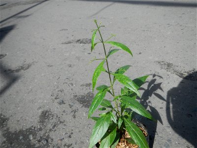Serpentina in the Philippines  Rauvolfia serpentina Indian snakeroot, devil pepper, or serpentine wood Apocynaceae Serpentina Rauvolfia serpentina (L.) Benth. ex Kurz She gen m Medicinal  Rauwolfia se