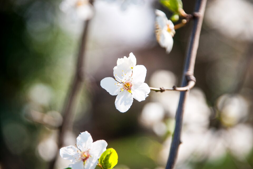 Bloom spring tree photo