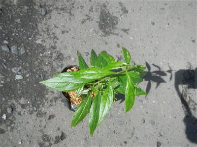 Serpentina in the Philippines  Rauvolfia serpentina Indian snakeroot, devil pepper, or serpentine wood Apocynaceae Serpentina Rauvolfia serpentina (L.) Benth. ex Kurz She gen m Medicinal  Rauwolfia se