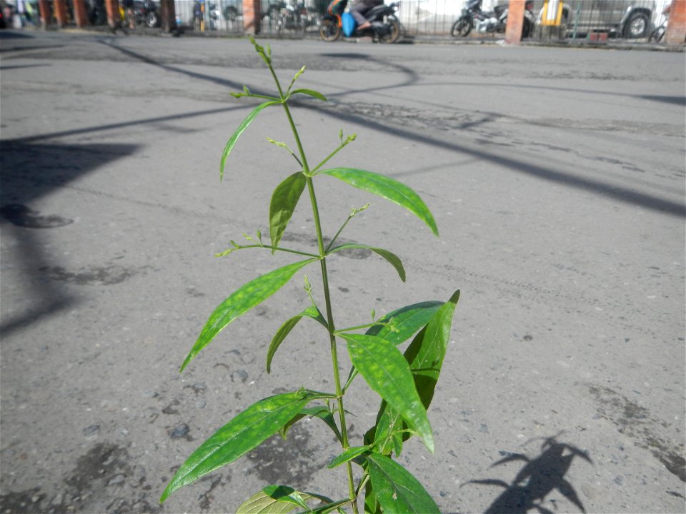 Serpentina in the Philippines  Rauvolfia serpentina Indian snakeroot, devil pepper, or serpentine wood Apocynaceae Serpentina Rauvolfia serpentina (L.) Benth. ex Kurz She gen m Medicinal  Rauwolfia se