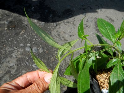 Serpentina in the Philippines  Rauvolfia serpentina Indian snakeroot, devil pepper, or serpentine wood Apocynaceae Serpentina Rauvolfia serpentina (L.) Benth. ex Kurz She gen m Medicinal  Rauwolfia se