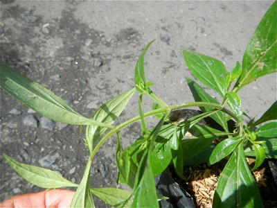 Serpentina in the Philippines  Rauvolfia serpentina Indian snakeroot, devil pepper, or serpentine wood Apocynaceae Serpentina Rauvolfia serpentina (L.) Benth. ex Kurz She gen m Medicinal  Rauwolfia se