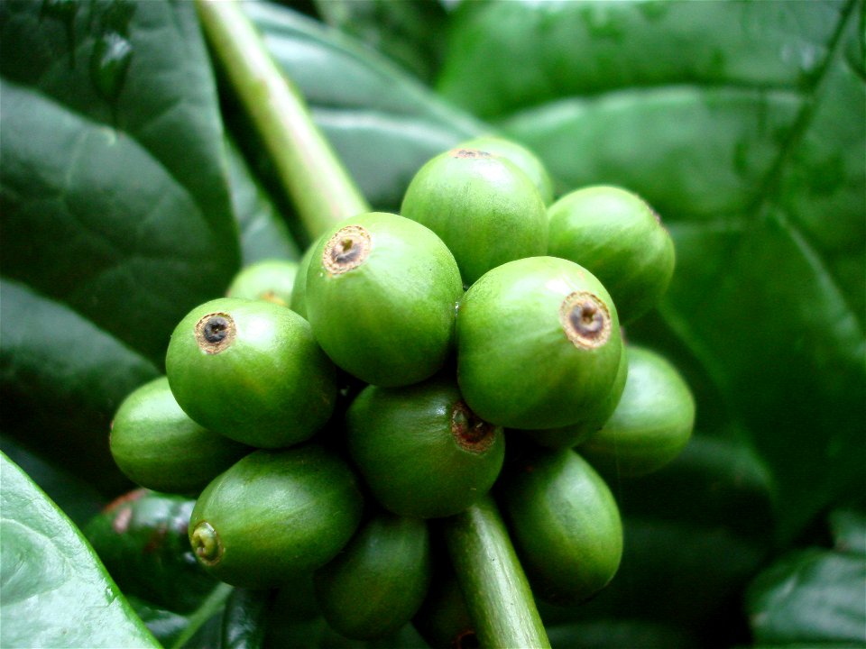 Unripe berries of the species Coffea canephora.