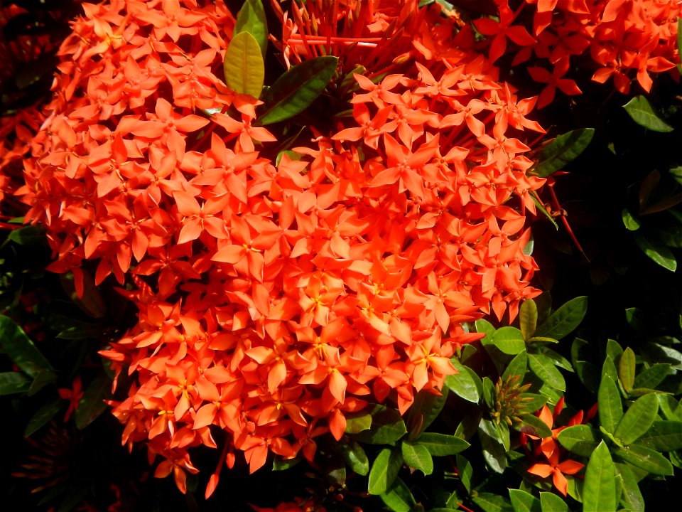 Close-ups of Ixora coccinea flowers in the Philippines Santan (Philippines) Rubiaceae Santan Ixora coccinea Linn. JUNGLE FLAME Ixora coccinea  in Poblacion, Baliuag, Bulacan Effects of Tropical Storm 
