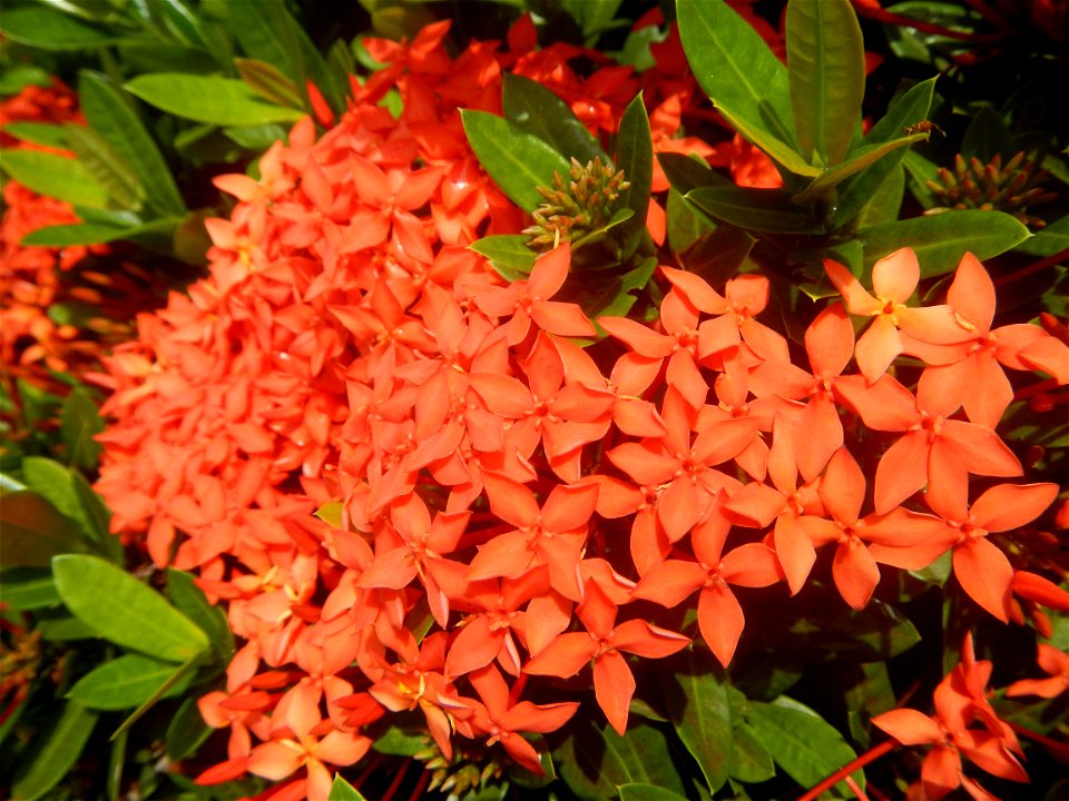 Close-ups of Ixora coccinea flowers in the Philippines Santan (Philippines) Rubiaceae Santan Ixora coccinea Linn. JUNGLE FLAME Ixora coccinea  in Poblacion, Baliuag, Bulacan Effects of Tropical Storm 