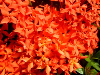 Close-ups of Ixora coccinea flowers in the Philippines Santan (Philippines) Rubiaceae Santan Ixora coccinea Linn. JUNGLE FLAME Ixora coccinea in Poblacion, Baliuag, Bulacan Effects of Tropical Storm photo