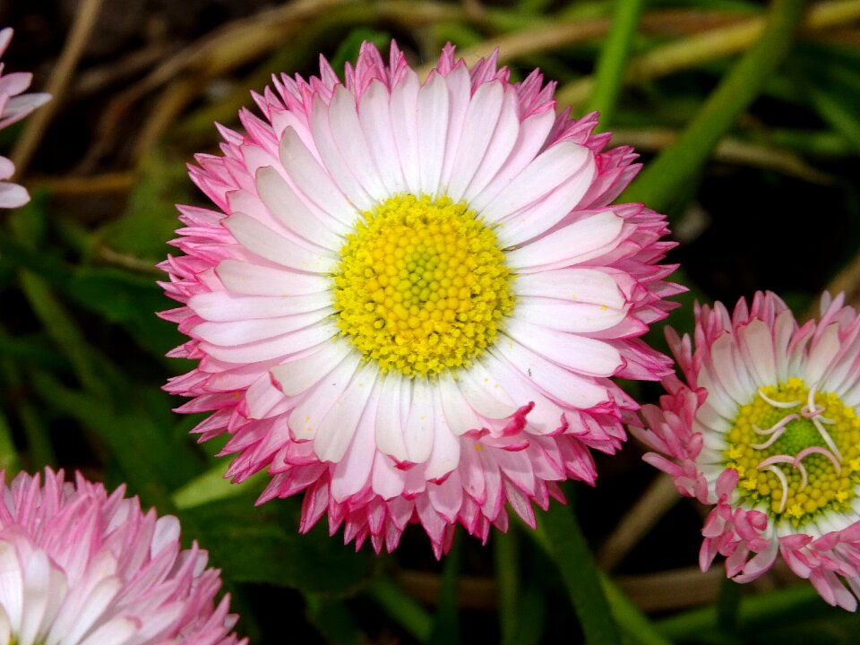Blossom bloom flower