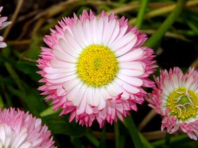 Blossom bloom flower
